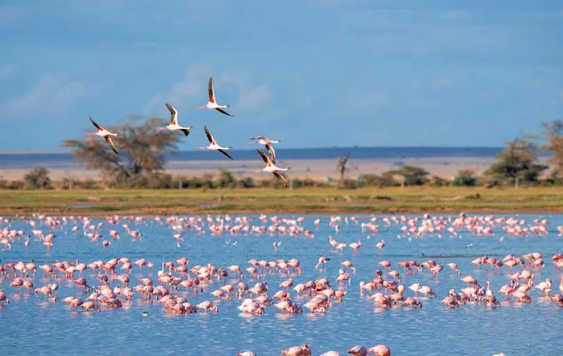 Camargue-9 qué hacer.
